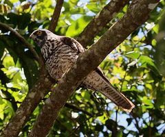 Accipiter haplochrous