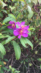 Melastoma malabathricum