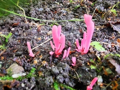 Clavaria rosea