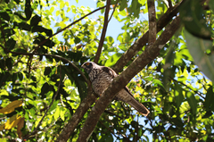 Accipiter haplochrous