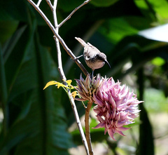 Gliciphila undulata