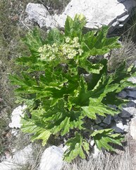 Heracleum sphondylium orsinii