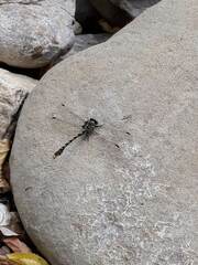 Onychogomphus forcipatus