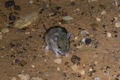 Pseudomys hermannsburgensis