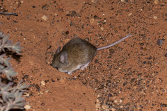 Pseudomys hermannsburgensis
