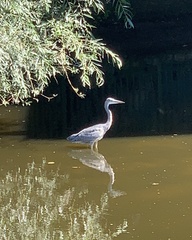 Ardea cinerea