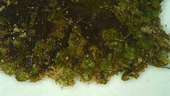 Anthoceros agrestis