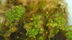 Anthoceros agrestis