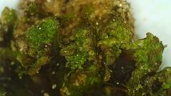 Anthoceros agrestis