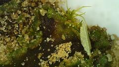 Anthoceros agrestis