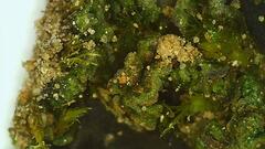 Anthoceros agrestis