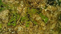 Anthoceros agrestis