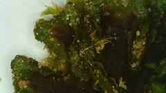 Anthoceros agrestis