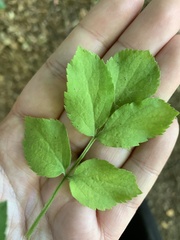 Sambucus nigra