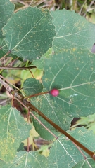 Harmandiola tremulae