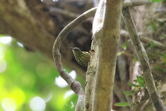 Kurochkinegramma hypogrammicum