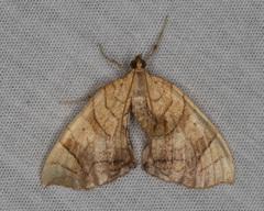 Eulithis gracilineata