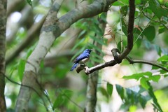 Cyornis turcosus