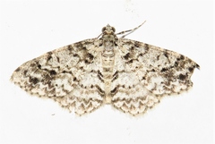 Myrioblephara desumpta