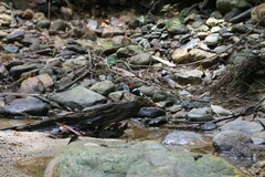 Enicurus ruficapillus