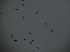 Pyrrhocorax pyrrhocorax