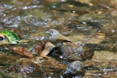 Alcippe brunneicauda