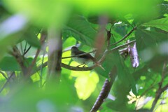 Malacopteron cinereum