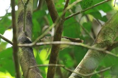 Malacopteron cinereum