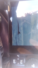 Balaenoptera borealis