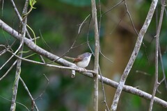 Prinia rufescens