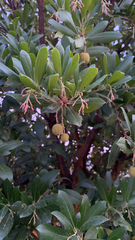 Arbutus unedo