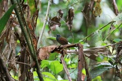 Cyanoderma erythropterum