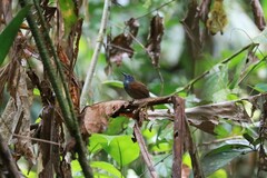 Cyanoderma erythropterum