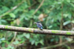 Alcedo peninsulae