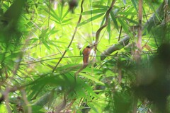 Harpactes duvaucelii