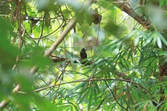 Eurylaimus javanicus