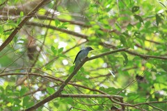 Lalage fimbriata
