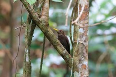 Blythipicus rubiginosus