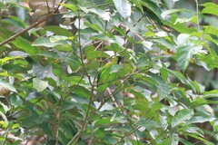 Chloropsis cyanopogon