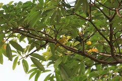 Aegithina lafresnayei