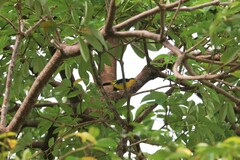 Aegithina lafresnayei