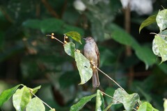 Rubigula erythropthalmos