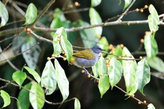 Rubigula cyaniventris
