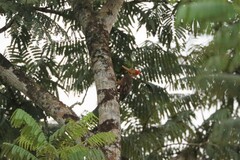 Reinwardtipicus validus