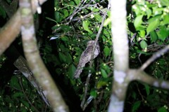 Batrachostomus affinis