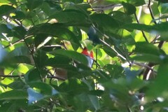 Aethopyga temminckii