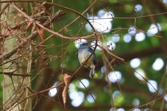 Cyornis unicolor