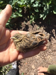 Emberiza citrinella