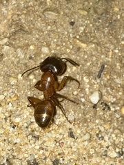 Camponotus sansabeanus
