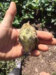 Emberiza citrinella
